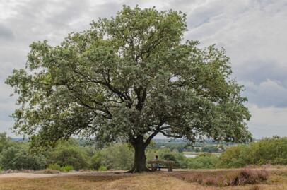 2019-08-11 DSC_1020-2
