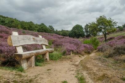 2019-08-11 DSC_1088 1