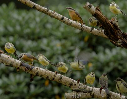 2019-08-18 2019-08-18 mees 2