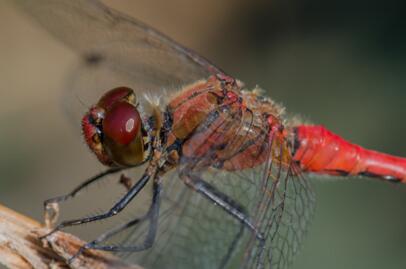 2020-09-16 DSC_3666-4