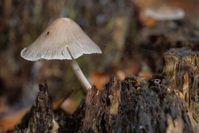 2021-11-05 DSC_0929-bewerkt