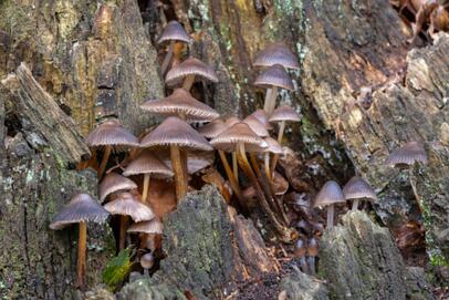 2021-11-05 DSC_0976-2