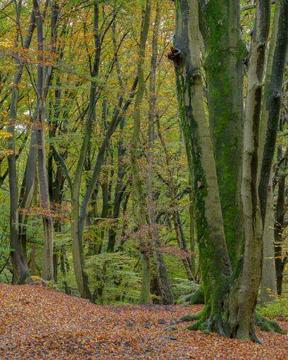 2024-11-02 DSC_7305s